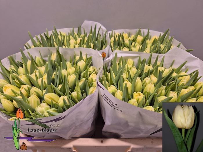 <h4>TU DU VERONA</h4>