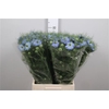 Nige D Mystry Blue