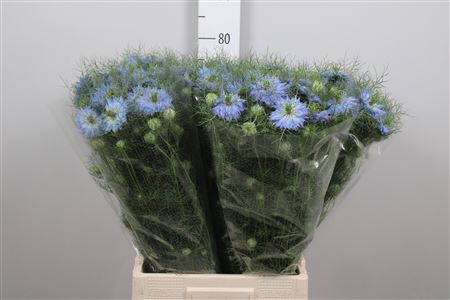 Nige D Mystry Blue
