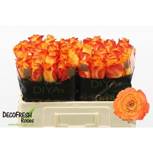 Rosa large diya's fire