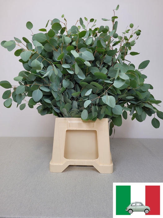 <h4>EUC POPULUS PB</h4>