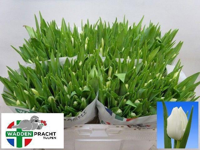 <h4>TU EN POLAR BEAR</h4>