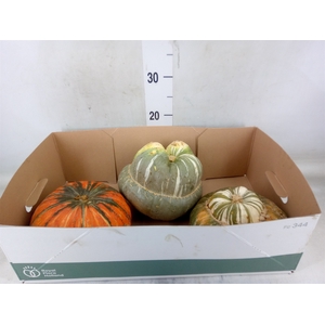 Cucurbita max. 'Turks Turban' mix