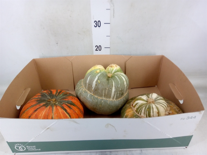 <h4>Cucurbita max. 'Turks Turban' mix</h4>