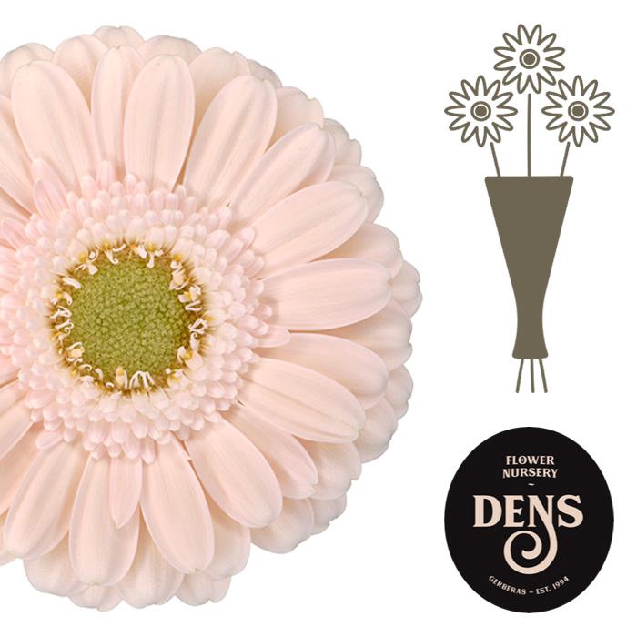 <h4>Germini Alix-Noor Water</h4>