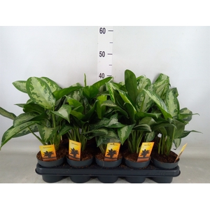 Aglaonema  'Jubilee'
