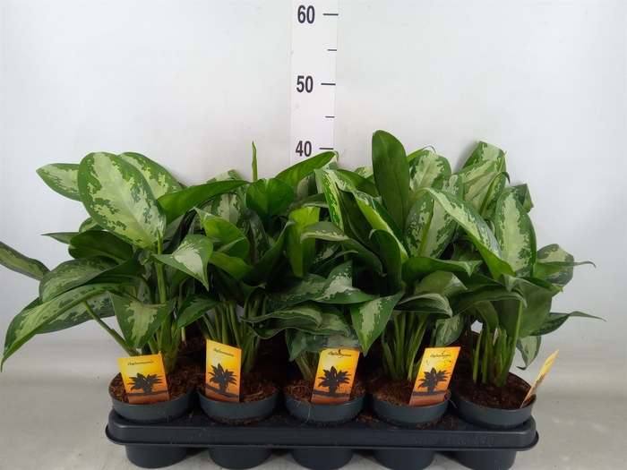 <h4>Aglaonema  'Jubilee'</h4>