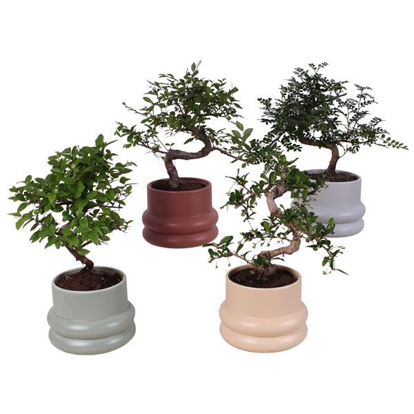 <h4>Bonsai Indoor Mix Ø12cm S-Shape in Ø 16cm Ceramic CC460</h4>