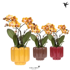Kolibri Orchids Phalaenopsis Jewel Las Vegas 4 spike in Retro pot yellow mix