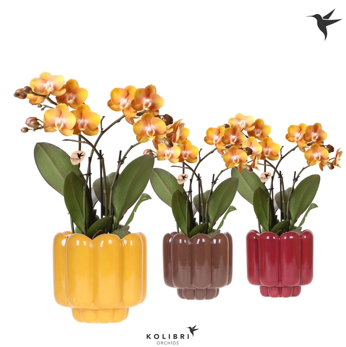 <h4>Kolibri Orchids Phalaenopsis Jewel Las Vegas 4 spike in Retro pot yellow mix</h4>