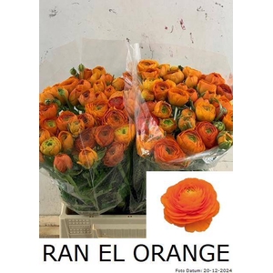 RAN EL ORANGE