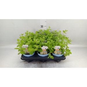 Mentha suaveolens