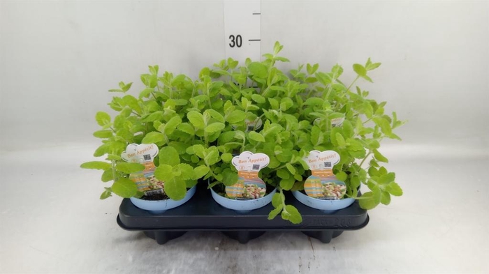 <h4>Mentha suaveolens</h4>