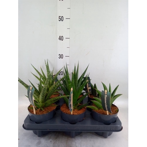 Sansevieria   ...