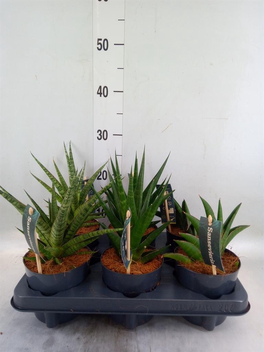 <h4>Sansevieria ...</h4>