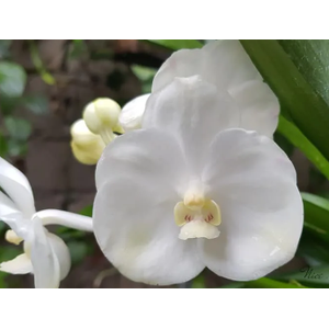 FLOR DE VANDA BRANCO