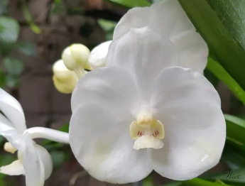 FLOR DE VANDA BRANCO