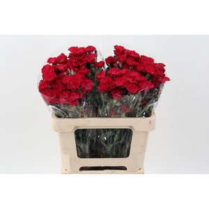 Di Solomio Passionfly It