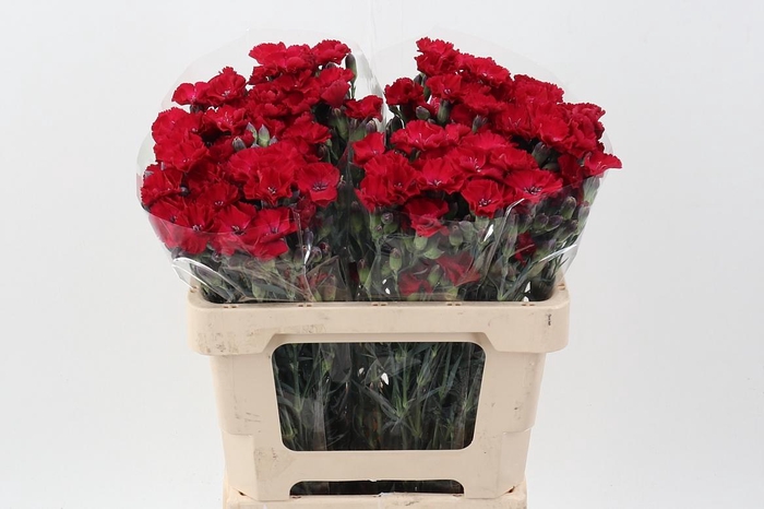 <h4>Di Solomio Passionfly It</h4>