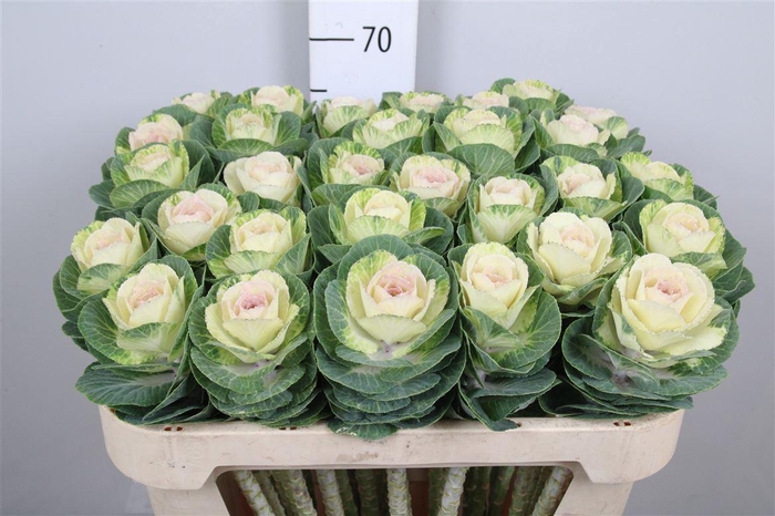 <h4>Brass White Crane</h4>