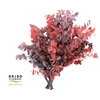 Faggio Preserved Red (beech,beuk)