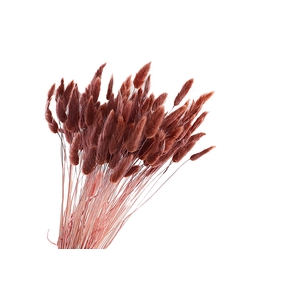 Lagurus Mocha