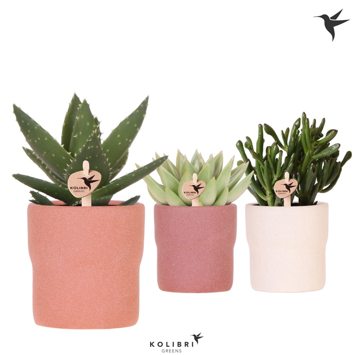 <h4>Kolibri Greens Succulenten mix in Rustic pot terracotta mix</h4>