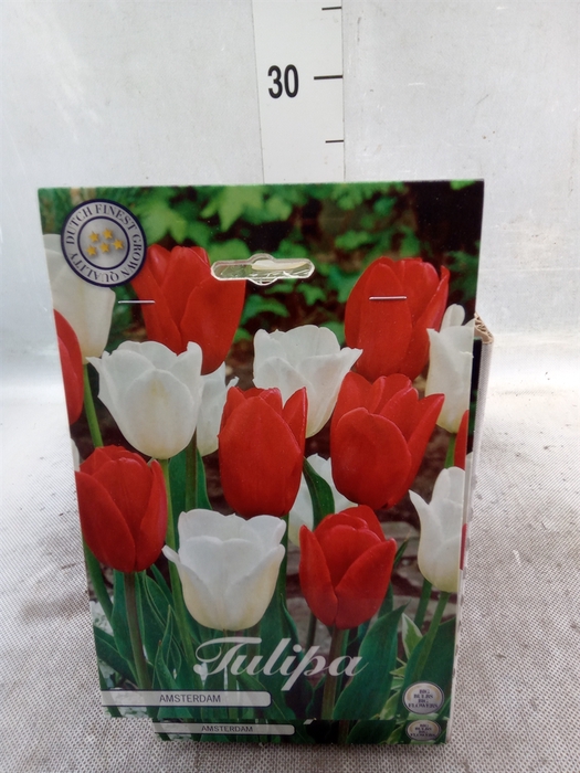 <h4>Tulipa   ...flowerbulbs</h4>