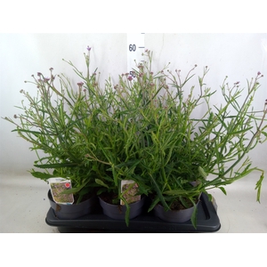 Verbena bonariensis