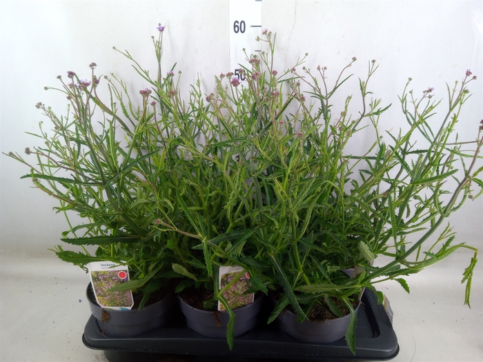 <h4>Verbena bonariensis</h4>