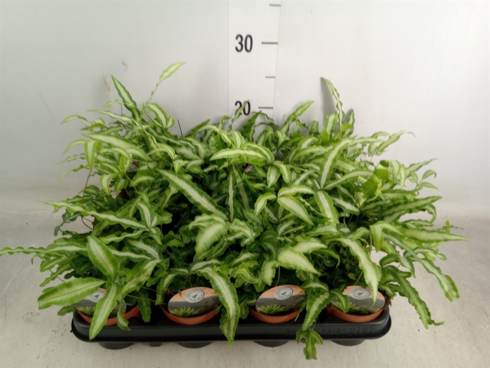 <h4>Pteris cretica 'Albolineata'</h4>