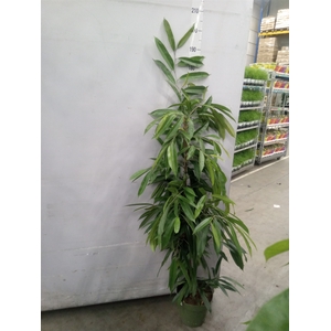 Ficus binn. 'Amstel King'