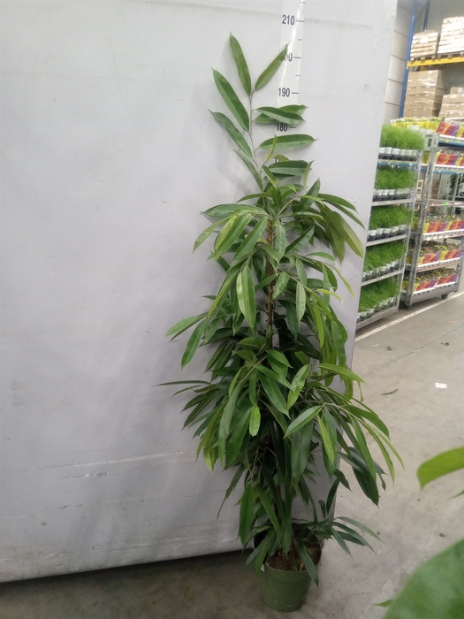 <h4>Ficus binn. 'Amstel King'</h4>