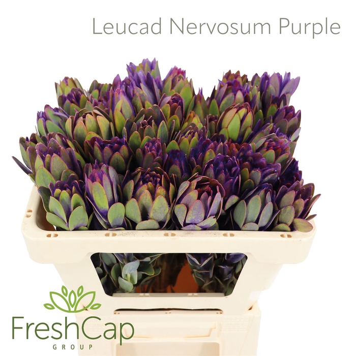 Leucad Nervosum Purple