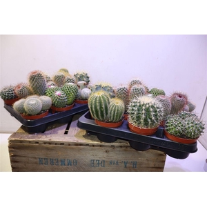 arr8 Cactus Bol Gem