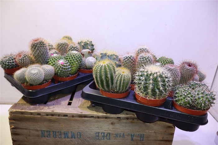 <h4>arr8 Cactus Bol Gem</h4>