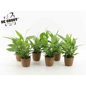Spathiphyllum in zeegras mandje