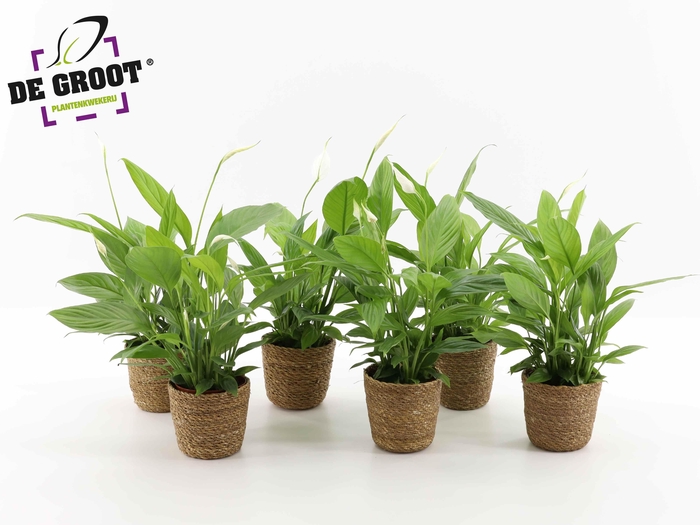 <h4>Spathiphyllum in zeegras mandje</h4>