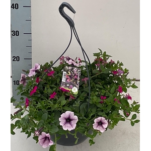 PERKPL GEM IN POT