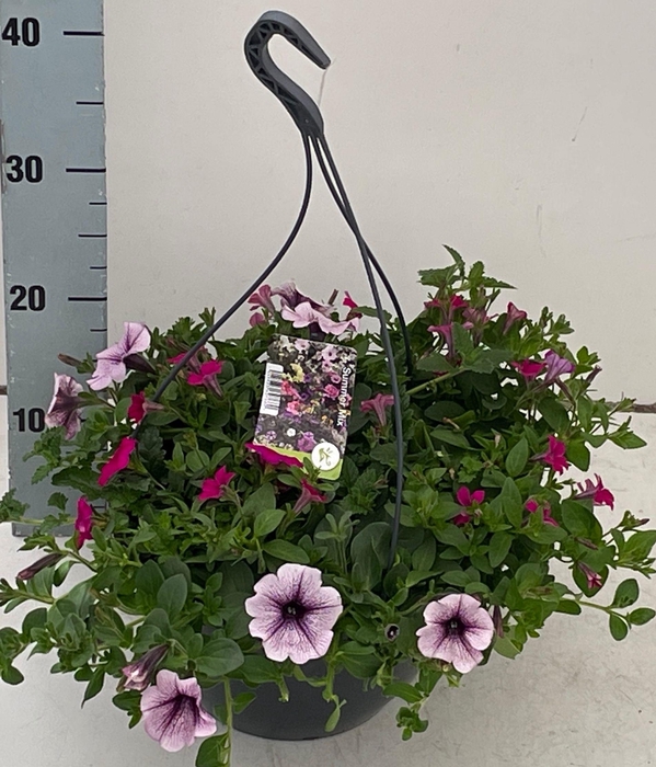 <h4>PERKPL GEM IN POT</h4>