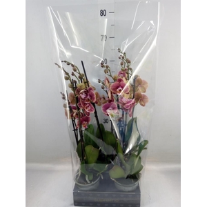 Phalaenopsis   ...rose