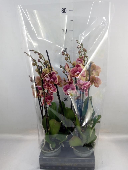 <h4>Phalaenopsis   ...rose</h4>