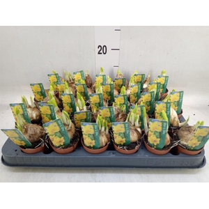 Narcissus  'Tete a tete'