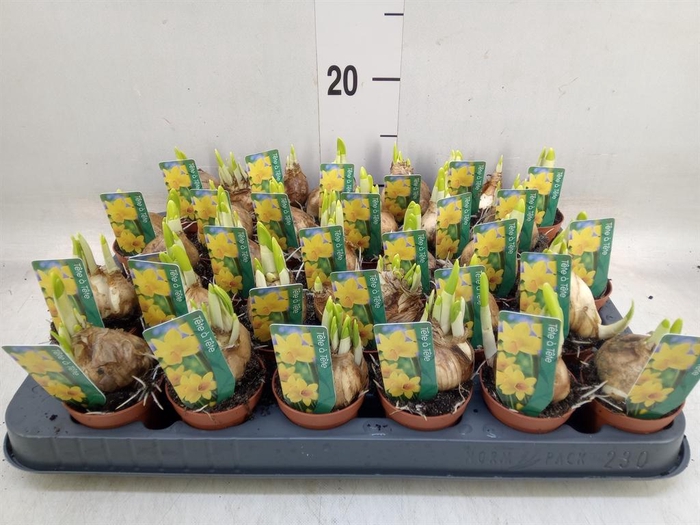 <h4>Narcissus 'Tete a tete'</h4>