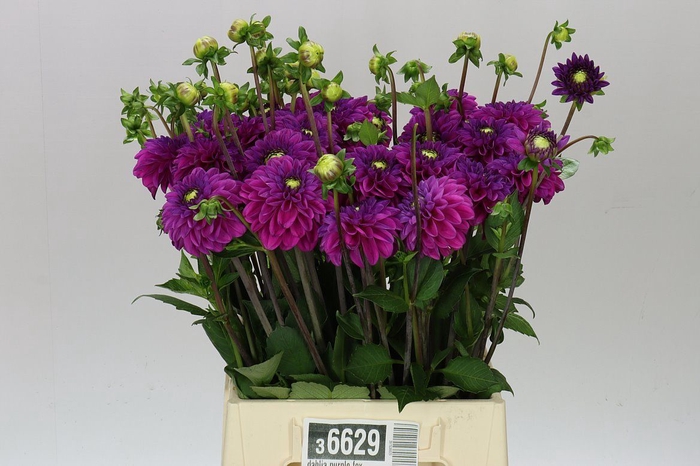 <h4>Dahlia Glamour</h4>