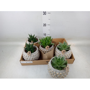 Succulents   ...mix 3