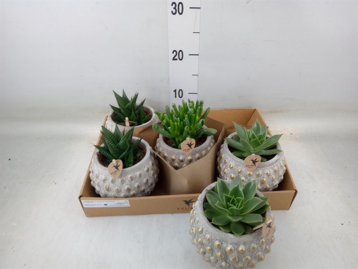 <h4>Succulents   ...mix 3</h4>