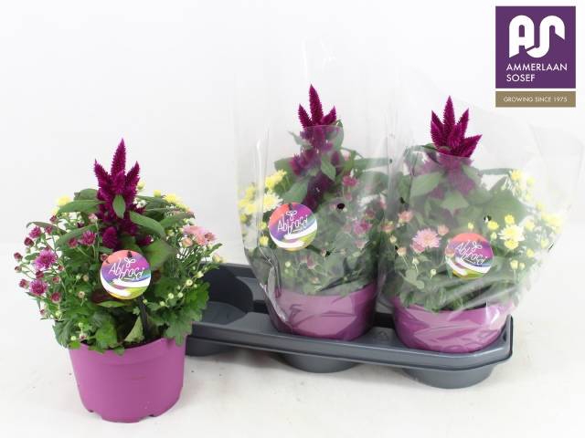 <h4>PERKPL GEM IN POT</h4>