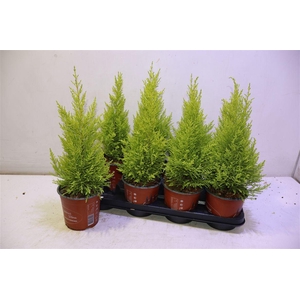 arr8 Cupr Ma Goldc Wilma