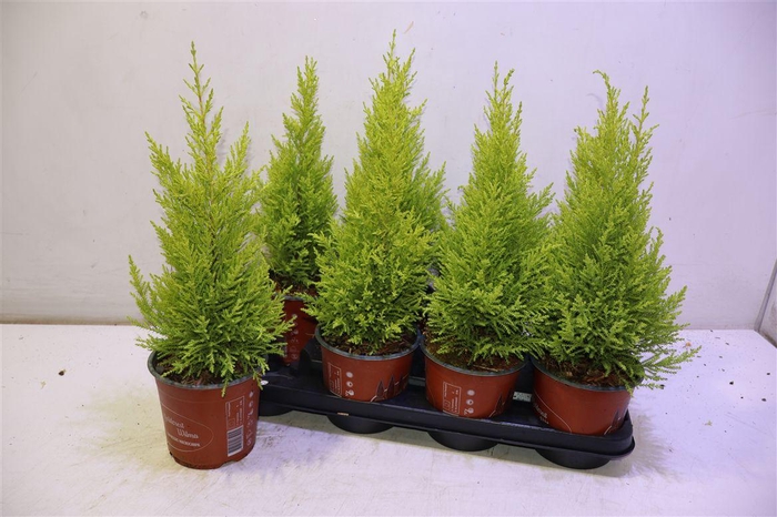 <h4>arr8 Cupr Ma Goldc Wilma</h4>